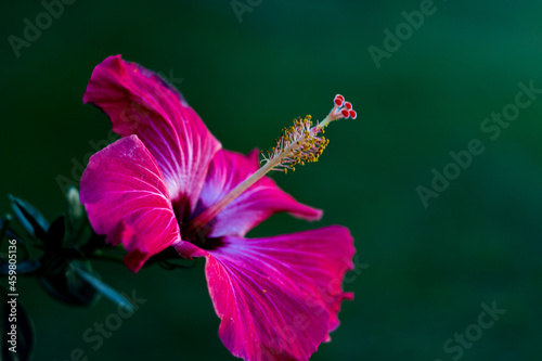 Flor de Hibisco