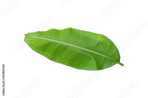 banana leaf isolated on white background. Object with clipping path.