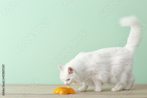 Cute cat eating food from bowl at home photo