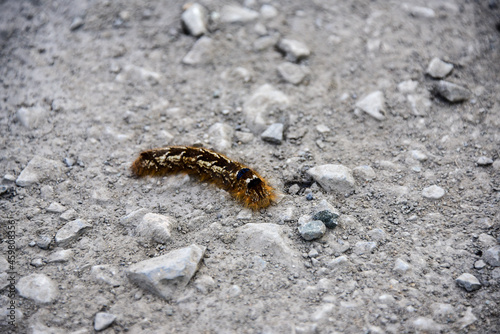 a caterpillar crawls on the forest dirt road