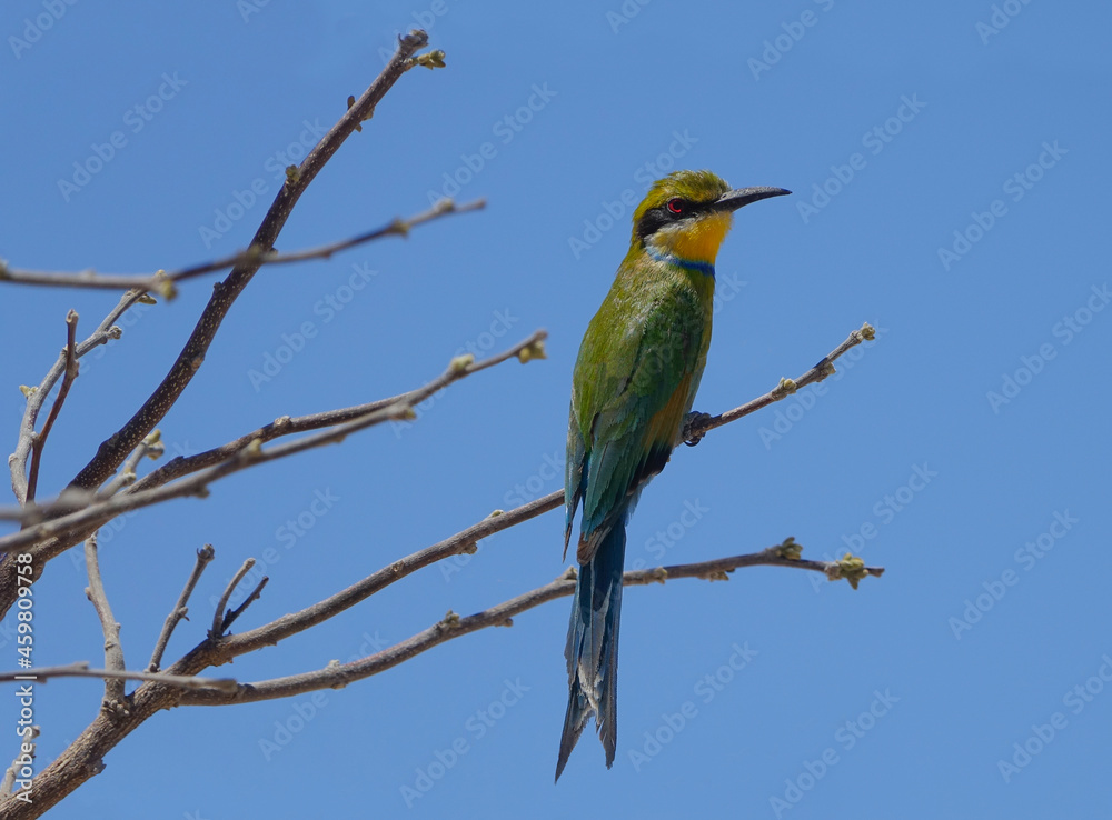 Obraz premium Swallow-Tailed Bee-Eater in Botswana