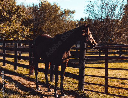 Kentucky Thoroughbred Horse photo