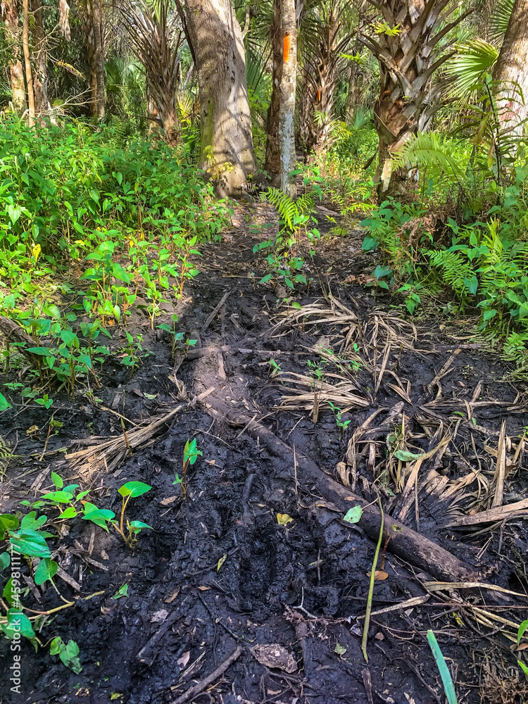 muddy walking path in swamp muddy walking path in swamp