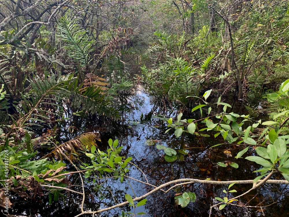 South Florida cypress swamp wetland South Florida cypress swamp wetland