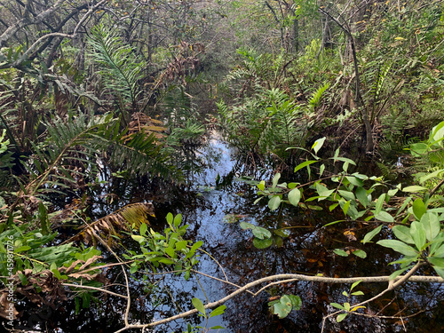 South Florida cypress swamp wetland