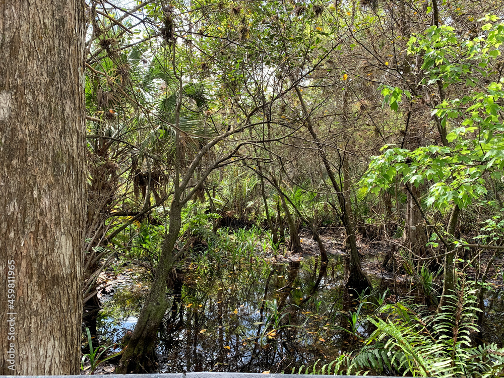 Fototapeta premium Cypress trees in fern forest wetland