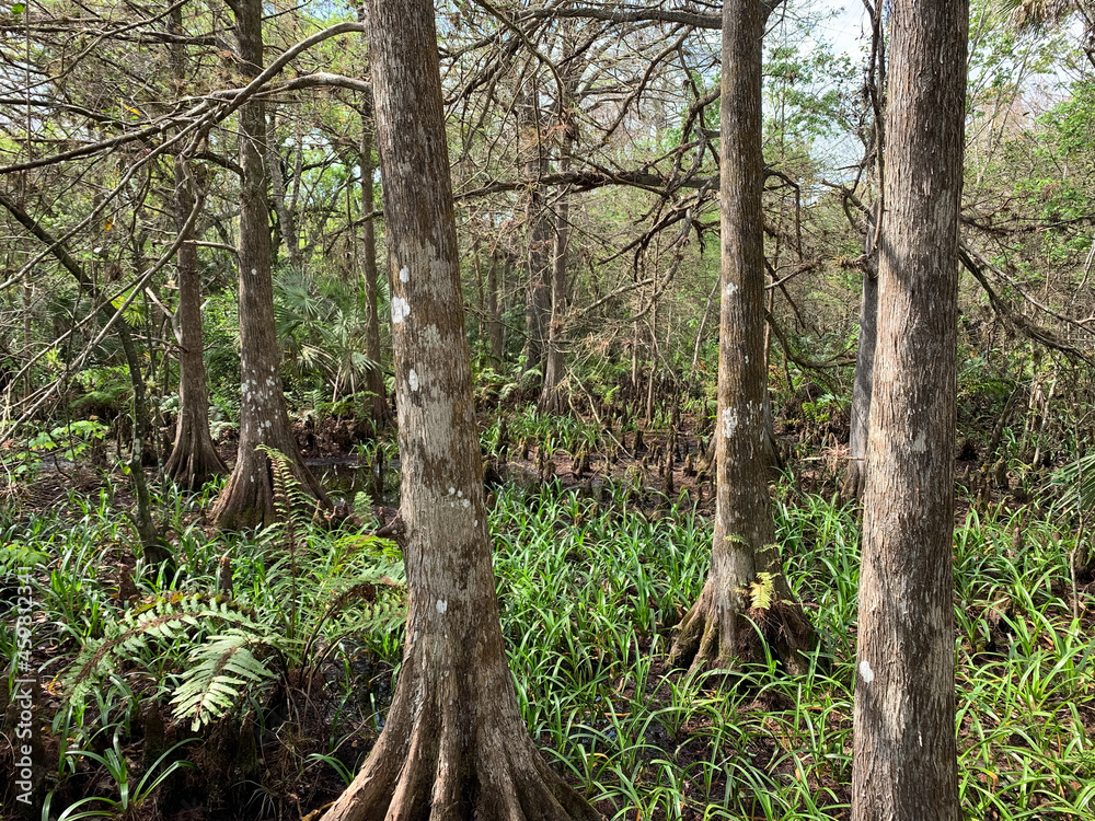 Cypress trees in fern forest wetland Cypress trees in fern forest wetland