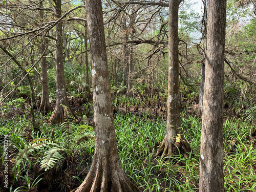 cypress trees in a swamp © Jaimie Tuchman