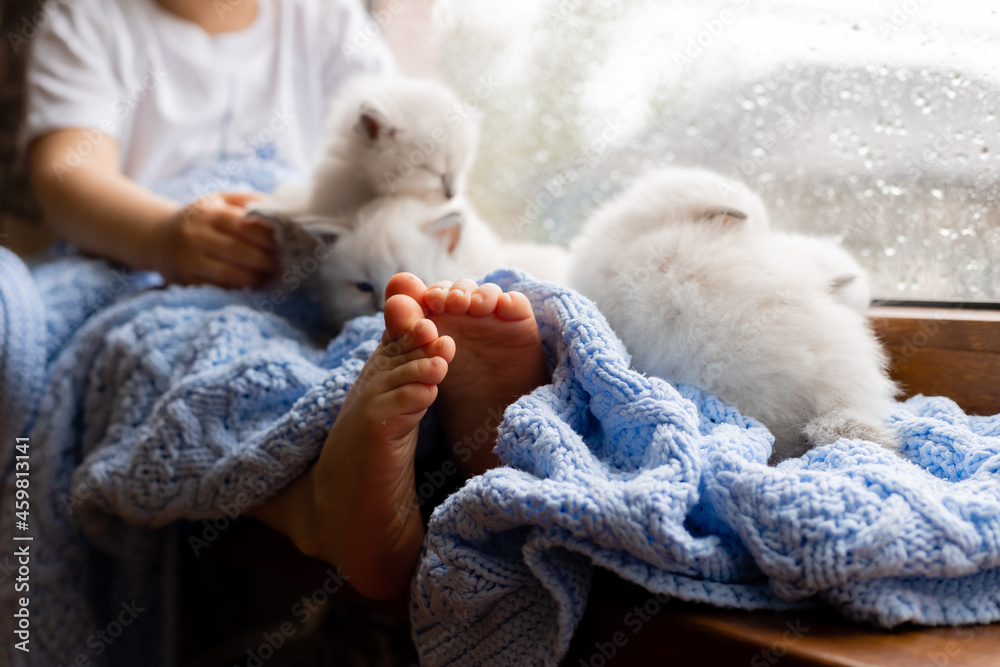 child with bare feet covered with a blue knitted blanket is sitting on the windowsill with white fluffy kittens. British shorthair kittens of silver color. Siberian nevsky masquerade cat color point child with bare feet covered with a blue knitted blanket is sitting on the windowsill with white fluffy kittens. British shorthair kittens of silver color. Siberian nevsky masquerade cat color point