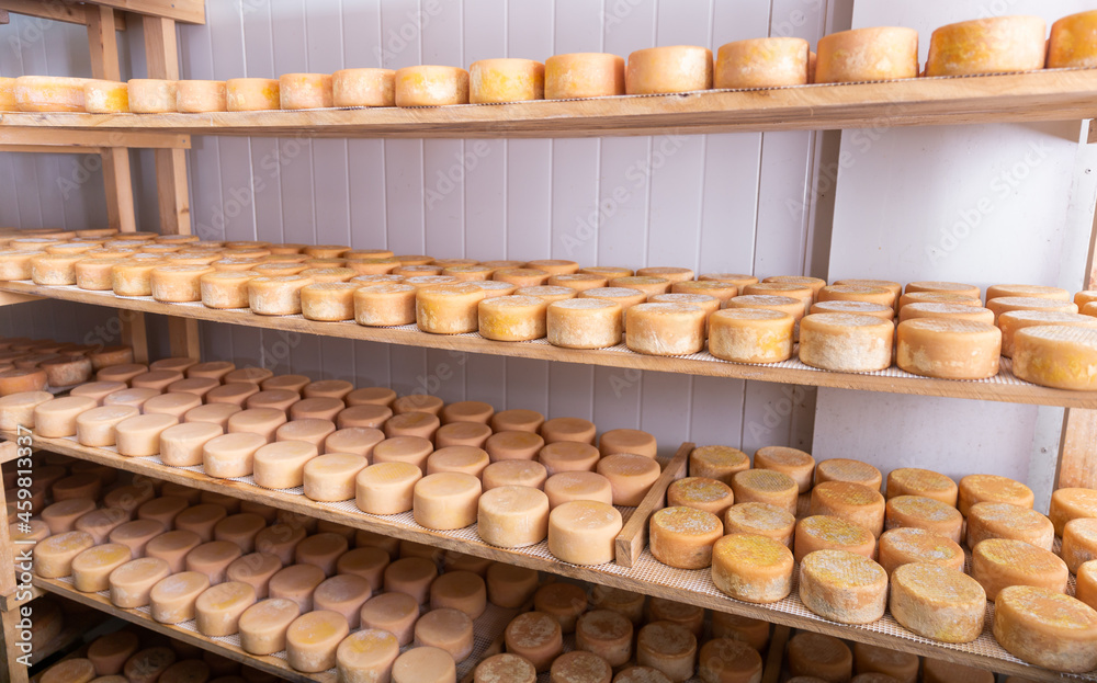 Matured cheese wheels on shelves in a cheese dairy