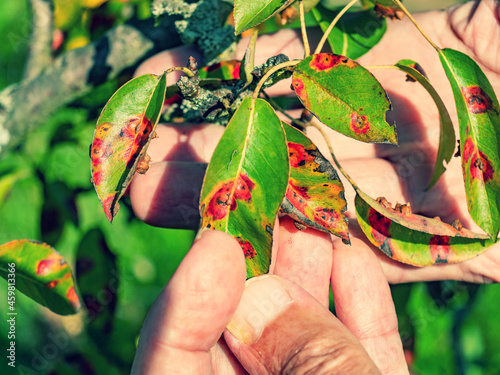 Red dots disease of pear leaves. Puccinia recondita spots. Gardener shows photo
