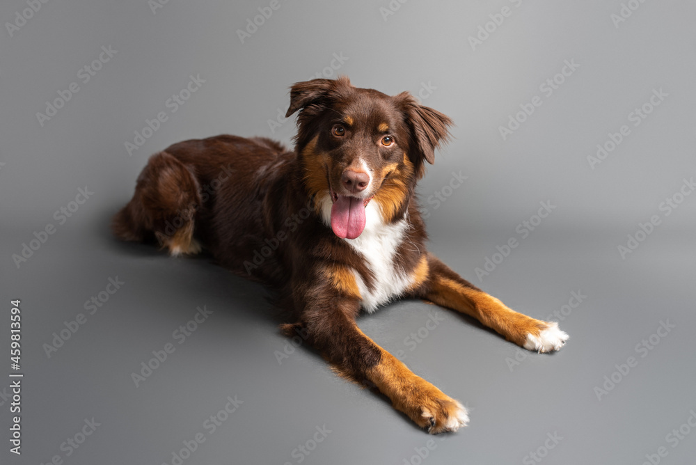 Australian Shepherd dog. Aussie dog in a studio setting. Aussie training and doing tricks. 