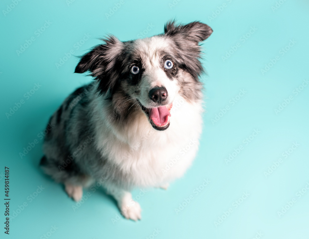 Australian shepherd, merle color, Mini grey and white Aussie with blue eyes