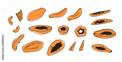 Doodle Tropical papaya. Hand drawn stylish fruit and vegetable. Vector artistic drawing fresh organic food. Summer illustration vegan ingrediens for smoothies