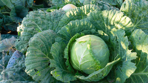A large cabbage with leaves eaten by caterpillars in the farmer's garden, illuminated by the sun