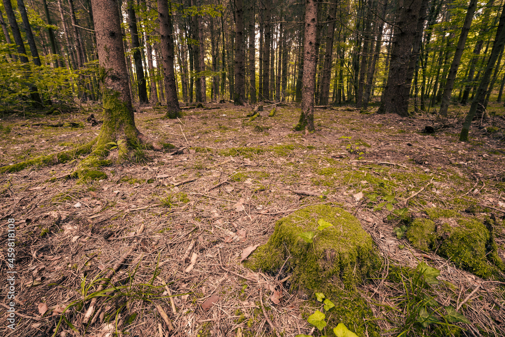 Φωτογραφία The colors of autumn in the Monticolo forest in South Tyrol, Italy