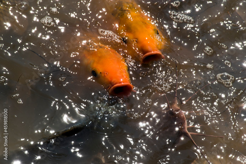 Orange and black koi fish are fighting for food in the water.