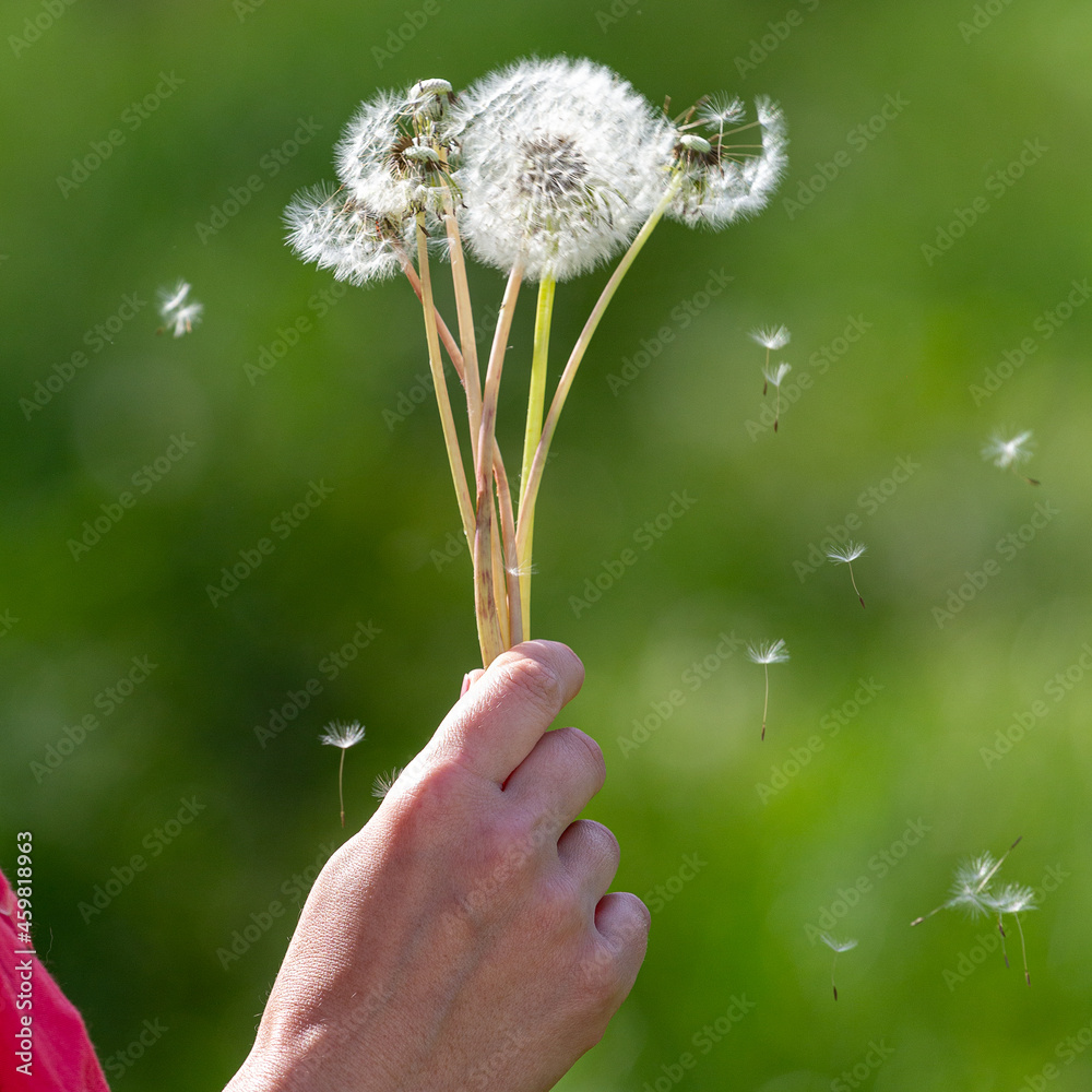 Fototapeta premium Dandelion in nature, the period of seed ripening, a white ball with a pattern and the flight of mature seeds, in the hand, close-up.
