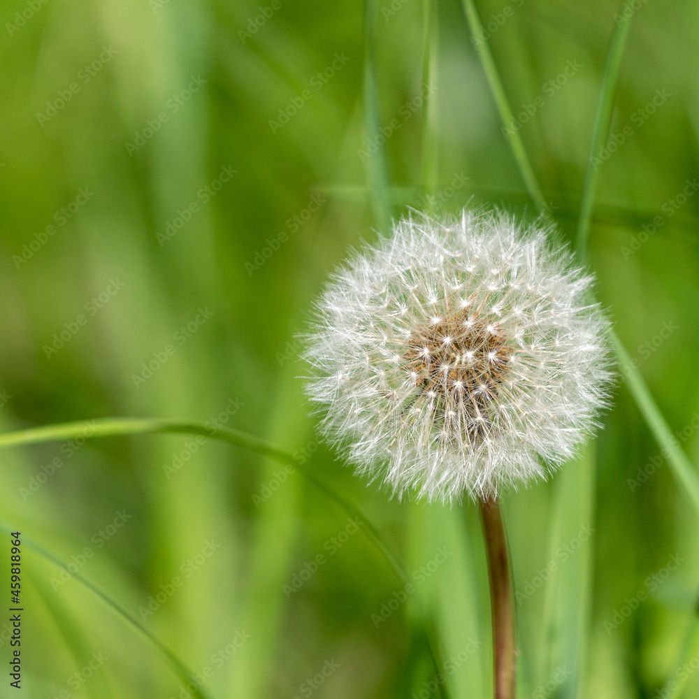 Dandelion in nature, the period of seed ripening, a white ball with a pattern and the flight of mature seeds, in the hand, close-up. Dandelion in nature, the period of seed ripening, a white ball with a pattern and the flight of mature seeds, in the hand, close-up.