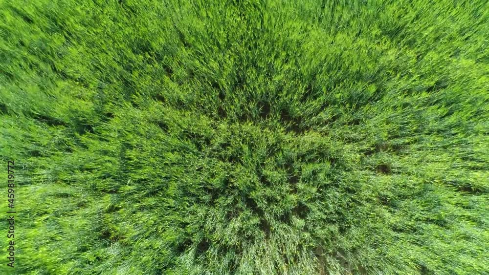 Aerial view the windy green barley fields. South Korea.
바람이 부는 보리밭 풍경. Aerial view the windy green barley fields. South Korea.
바람이 부는 보리밭 풍경.