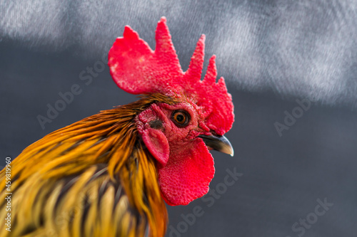 close-up photo of chicken head