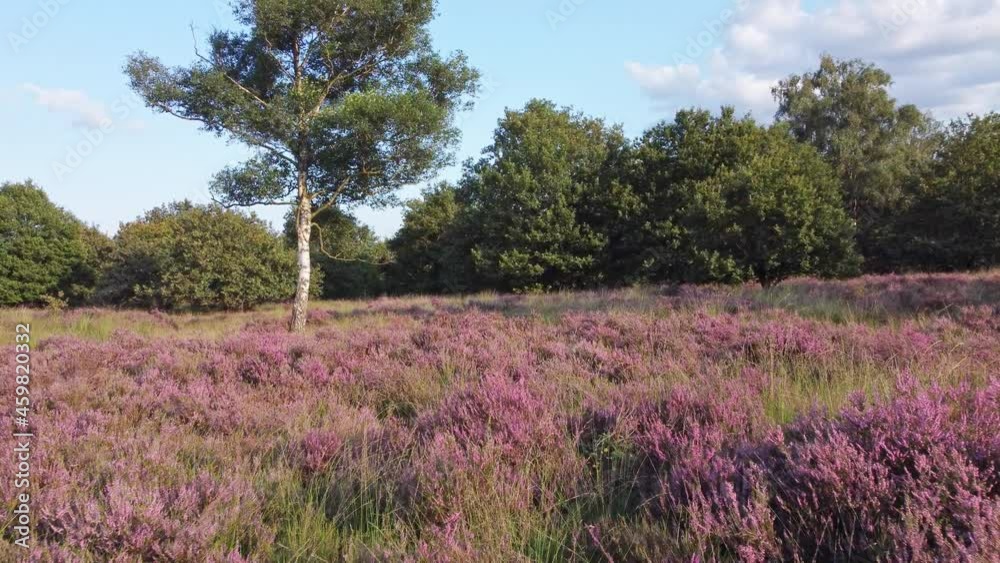 Beautiful purple heather near green trees at the end of summer at sunset. Drone flies low over the heather towards a birch tree. Beautiful purple heather near green trees at the end of summer at sunset. Drone flies low over the heather towards a birch tree.