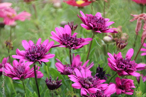 Flowers In Bloom  U of A Botanic Gardens  Devon  Alberta