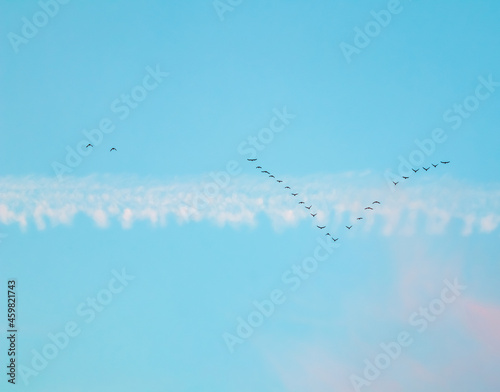 Flock of wild birds flying in a wedge against blue sky with white and pink clouds in sunset The concept of avian migratory