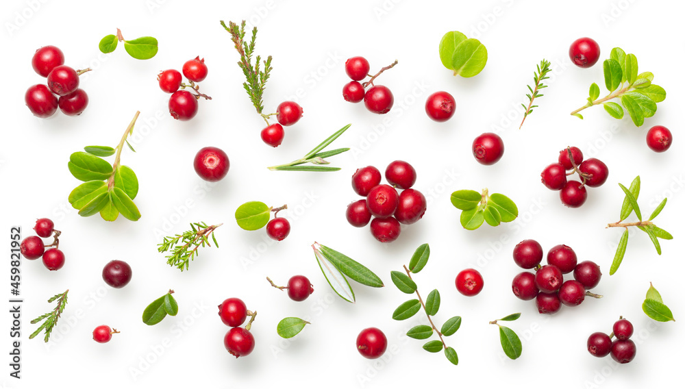 Fresh wild lingonberry berries with stem and leaves isolated on white background. Set of red cowberry and cranberry with a soft shadow. Top view Fresh wild lingonberry berries with stem and leaves isolated on white background. Set of red cowberry and cranberry with a soft shadow. Top view