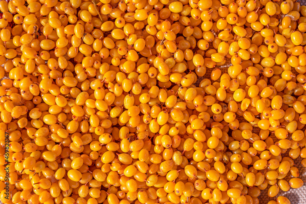 background of yellow sea buckthorn berries, top view, Flat Lay. background of yellow sea buckthorn berries, top view, Flat Lay.