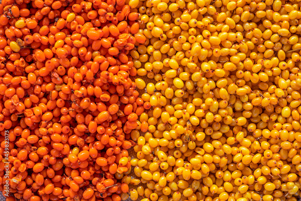 background of orange and yellow sea buckthorn berries, top view, Flat Lay.