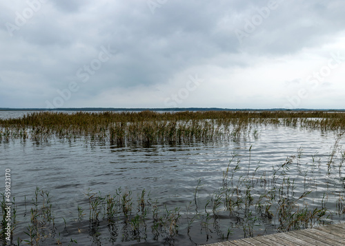 cloudy day  gray clouds  landscape with lake and reeds by the lake