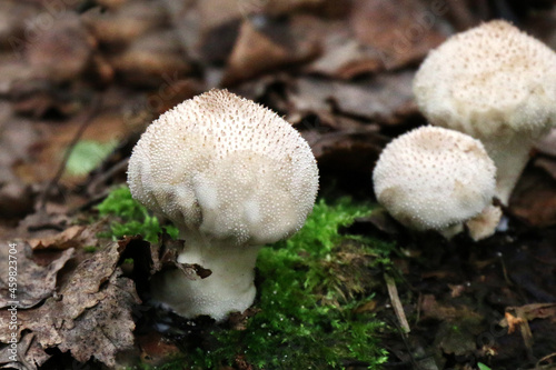 Lycoperdon or puffball mushrooms on the forest floor close - up view