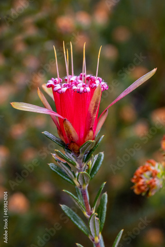 Mountain Devil or Honey Flower photo