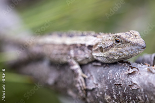 Close up of Australian Jacky Lizard