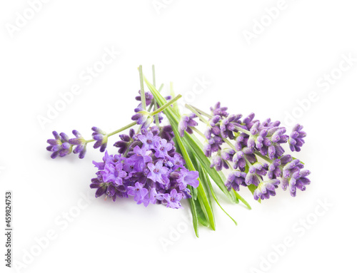 Fototapeta Naklejka Na Ścianę i Meble -  Flower violet lavender herb isolated on white background.