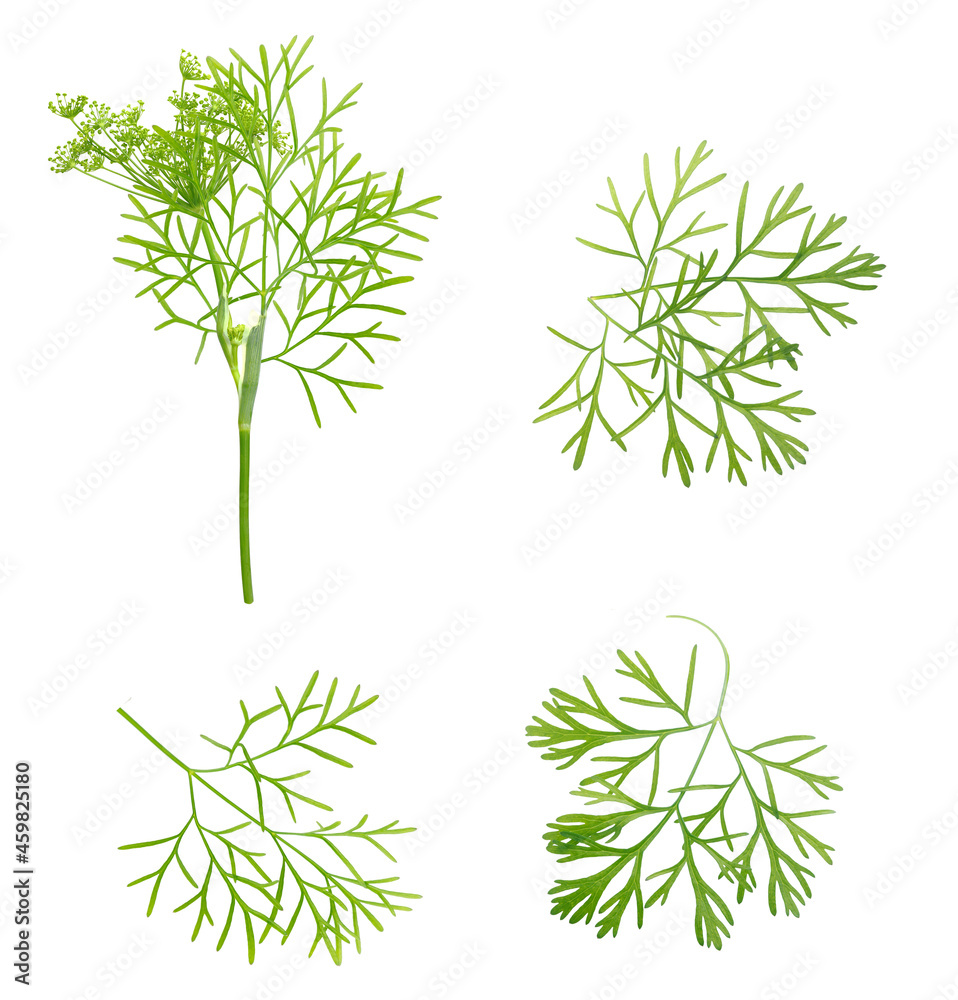 Fresh green dill collection isolated on white background Fresh green dill collection isolated on white background