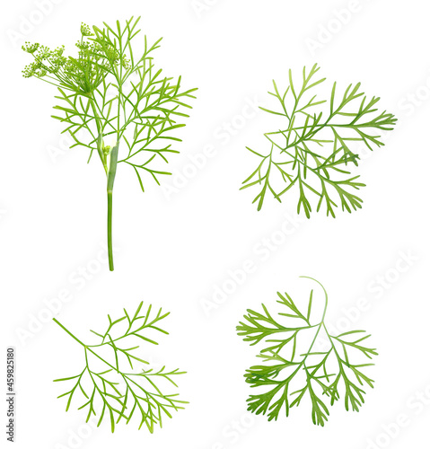 Fresh green dill collection isolated on white background