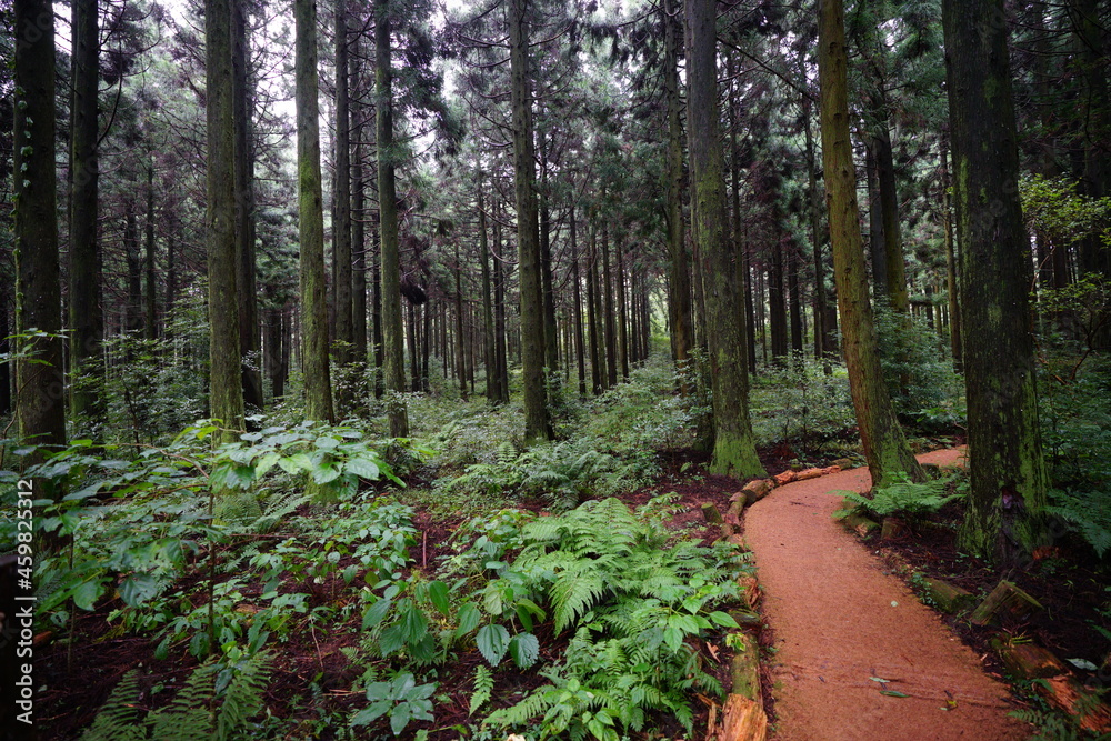 a refreshing cedar forest in summer a refreshing cedar forest in summer