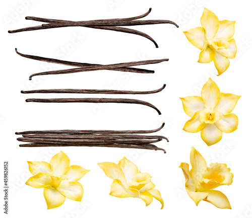 Vanilla pods and flowers set isolated on the white background. Collection of vanilla orhid flowers and vanilla sticks.