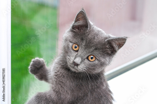 Bild auf Leinwand Gray little kitten looks and scratches the window