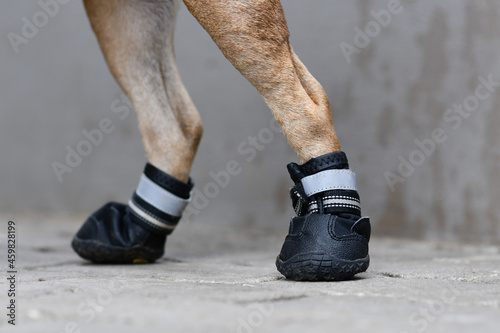 Bild auf Leinwand Protective dog shoes to cover injured paw while walking or to protect paw from h