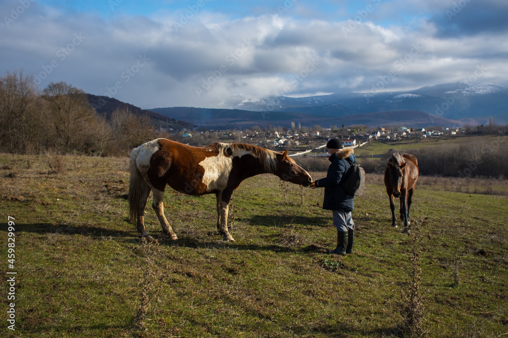 Male horse village in late autumn. A young man in a jacket, rubber boots is walking and feeding horses in a pasture. The concept of village life, pet care, kindness, help. Horses eat with their hands Male horse village in late autumn. A young man in a jacket, rubber boots is walking and feeding horses in a pasture. The concept of village life, pet care, kindness, help. Horses eat with their hands