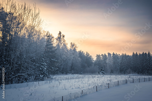 Dramatic morning sky in the forest, Vilnius, Lithuania. Minor metal fence in the field, tall trees in a forest, fresh snow on the ground. Selective focus on the details, blurred background.