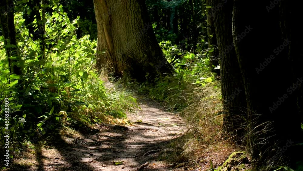 A trunk of a large old pine tree growing next to a forest path on sunny summer day. Low angle close up view . A trunk of a large old pine tree growing next to a forest path on sunny summer day. Low angle close up view .