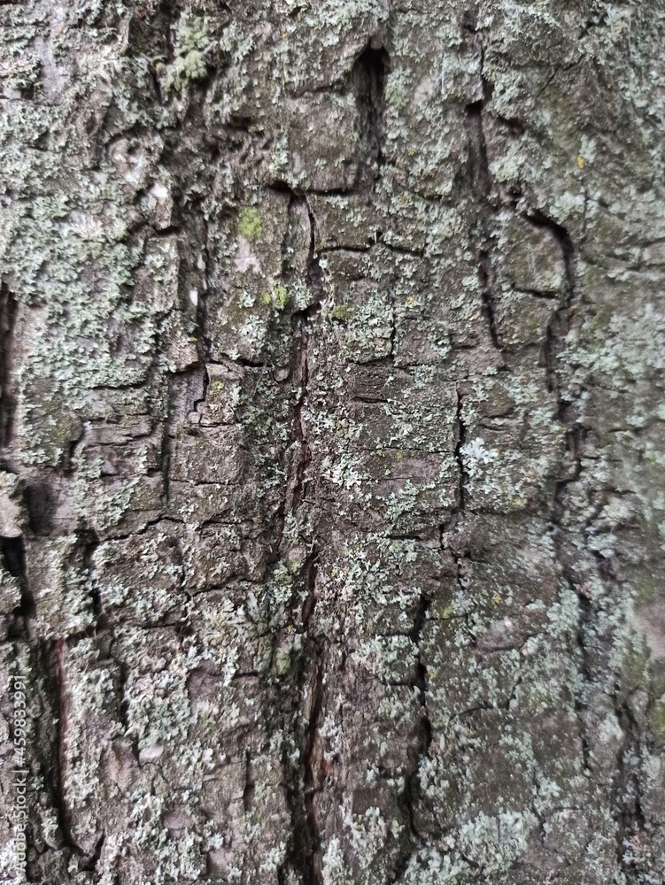 Naklejka premium Tree bark texture. Wood background with natural cracks. Outdated tree bark texture. Forest background.