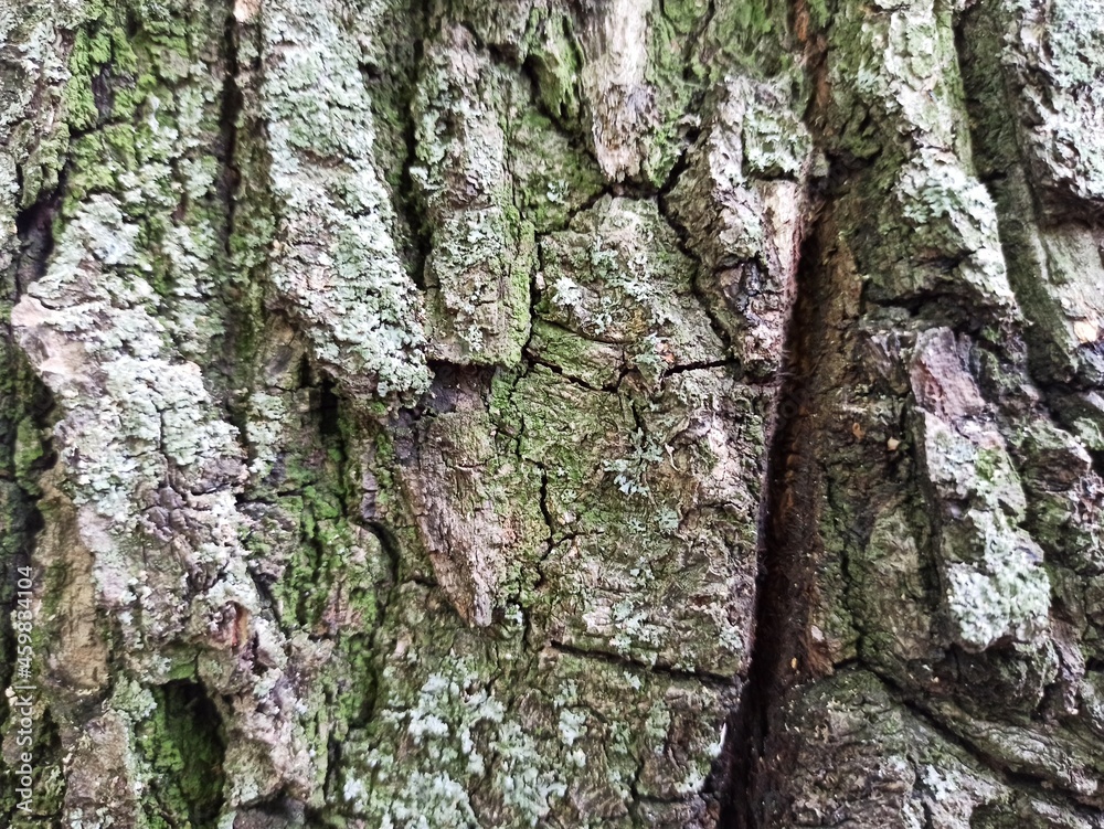 Tree bark texture. Wood background with natural cracks. Outdated tree bark texture. Forest background. Tree bark texture. Wood background with natural cracks. Outdated tree bark texture. Forest background.