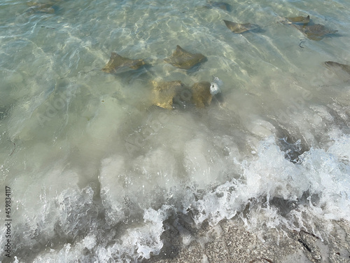 Cownose rays swimming in shallows in the Gulf of Mexico