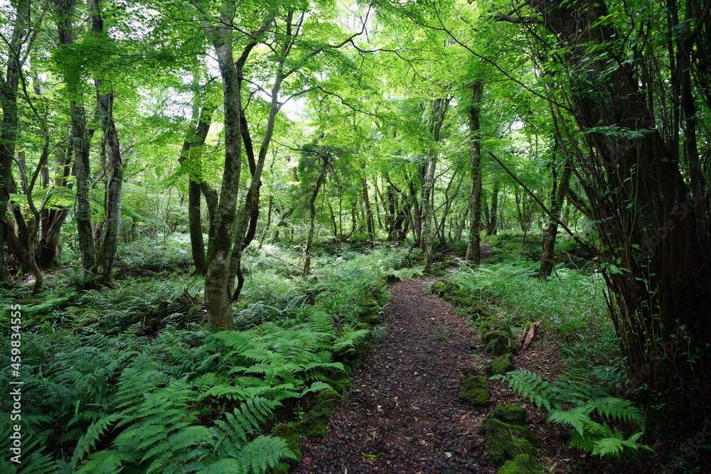 Obraz premium a refreshing summer forest with a path