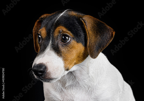 puppy breed jack russell © Evgenii